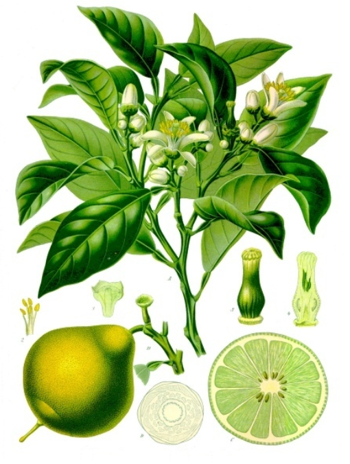 Parfum Bergamote