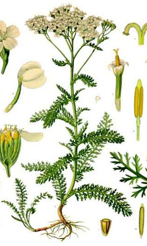 Achillée millefeuille - Achillea Millefolium - BIO Teinture mère