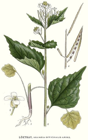 Alliaire - Alliaria Officinalis -BIO Teinture mère