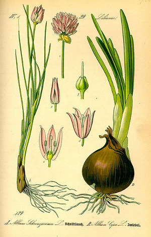 Oignon - Allium Cepa - BIO Teinture mère
