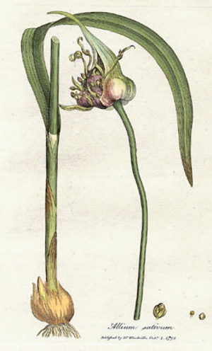 Ail commun - Allium Sativum - BIO Teinture mère