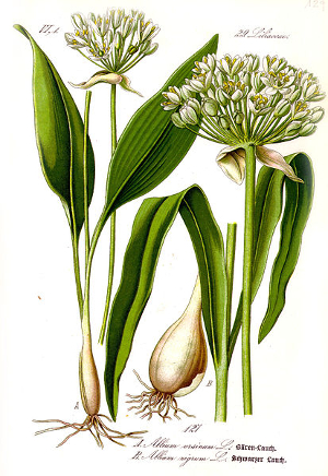 Ail des ours - Allium Ursinum - BIO Teinture mère