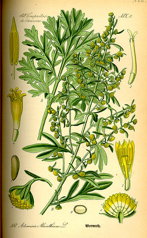 Absinthe - Artemisia Absinthium - BIO Teinture mère