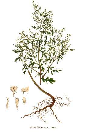 Armoise annuelle - Artemisia Annua – BIO Teinture mère