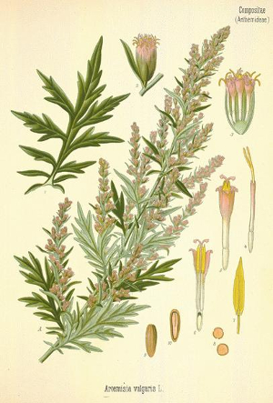Armoise commune - Artemisia Vulgaris – BIO Teinture mère