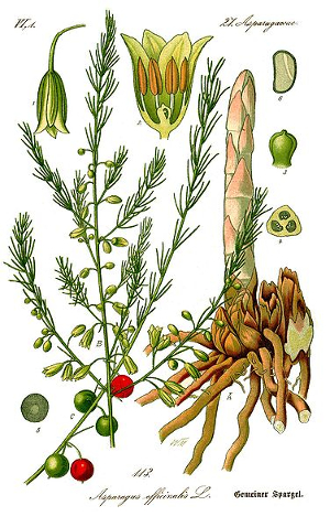 Asperge - Asparagus Officinalis - BIO Teinture mère