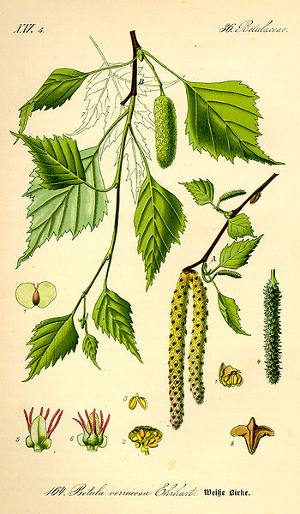Bouleau verruqueux - Betula verrucosa - BIO Teinture mère