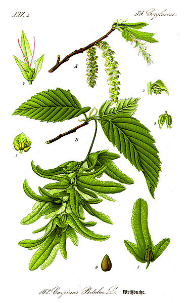 Charme BIO - Carpinus betulus (Gemmothérapie)