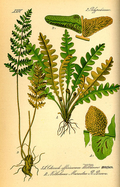 Herbe dorée - Ceterach Officinarum - BIO Teinture mère