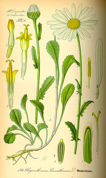 Grande Camomille - Chrysanthemum_leucanthemum -BIO Teinture mère
