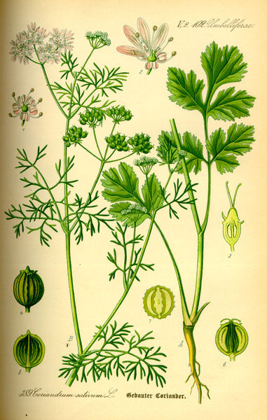 Coriandre (feuilles) - Coriandrum Sativum - BIO Teinture mère