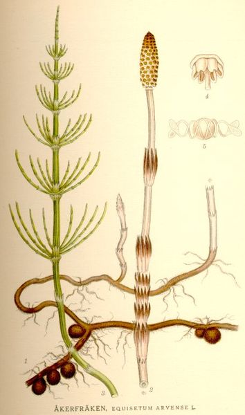 Prêle des champs - Equisetum Arvense - BIO Teinture mère