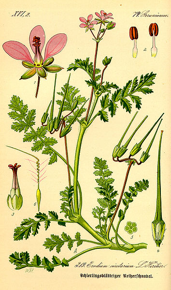 Erodium feuille de ciguë - Erodium Cicutarium -BIO Teinture mère