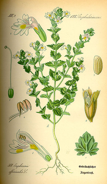 Euphraise -  Euphrasia Officinalis - BIO Teinture mère