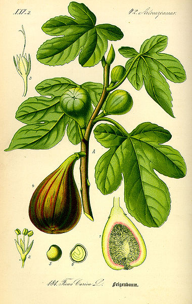 Figuier BIO - Ficus Carica (Gemmothérapie)
