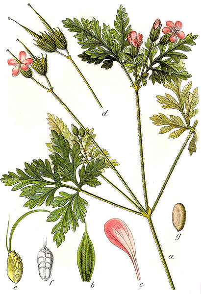Géranium herbe à Robert -Geranium Robertianum -BIO Teinture mère