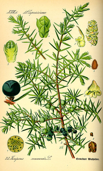 Genévrier - Juniperus Communis - BIO Teinture mère