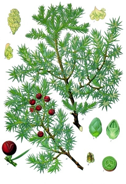 Genévrier cade - Juniperus Oxycedrus - BIO Teinture mère