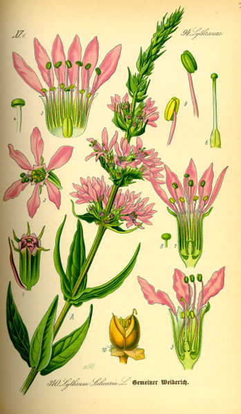 Salicaire - Lythrum Salicaria - BIO Teinture mère