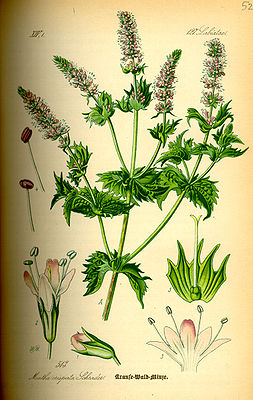 Menthe sylvestre - Mentha Longifolia - Bio Teinture mère