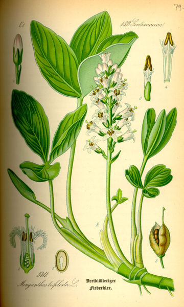 Trèfle d'eau - Menyanthes trifoliata - Bio Teinture mère