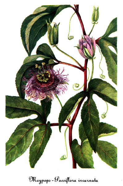 Passiflore - passiflora incarnata - Bio Teinture mère