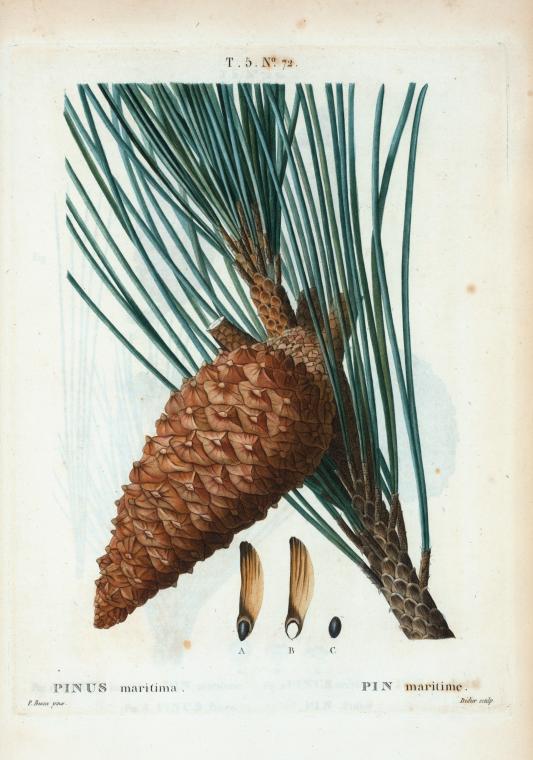 Pin maritime BIO - Pinus maritimus (Gemmothérapie)
