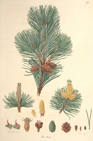 Pin à crochets BIO - Pinus Montana (Gemmothérapie)