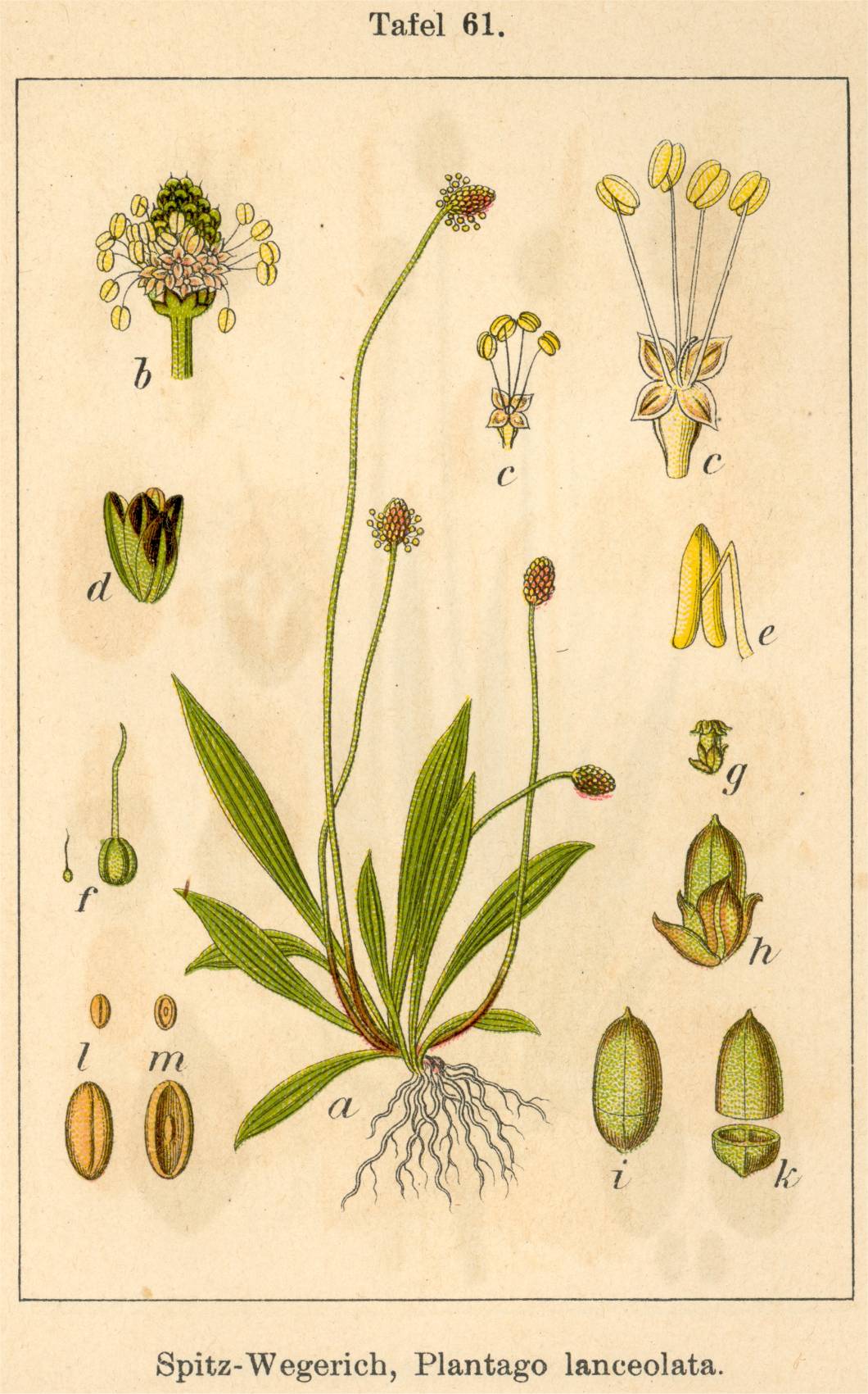 Plantain lancéolé - Plantago lanceolata - Bio Teinture mère
