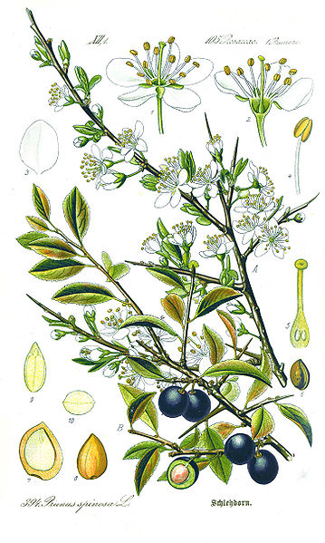 Prunellier - Prunus spinosa -  Bio Teinture mère
