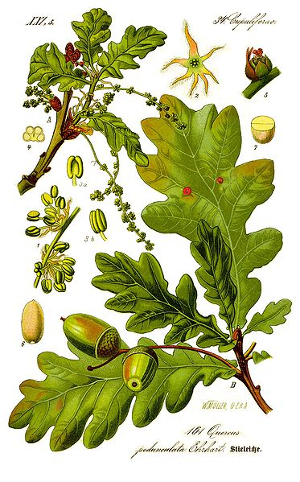 Chêne pédonculé - quercus robur - BIO teinture mère