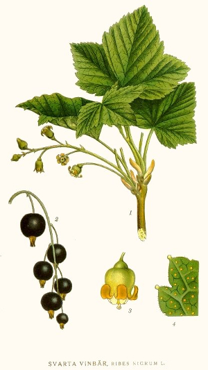 Cassissier - Ribes nigrum - BIO teinture mère