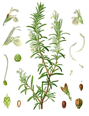 Romarin BIO - Rosmarinus Officinalis (Gemmothérapie)