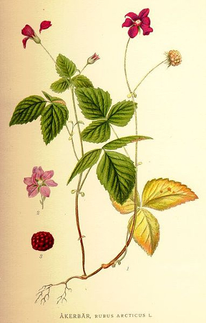 Ronce BIO - Rubus fruticosus (Gemmothérapie)