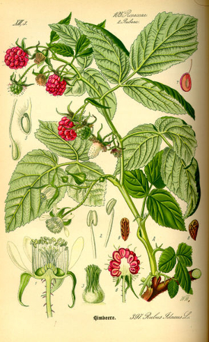 Framboisier BIO - Rubus Idaeus (Gemmothérapie)