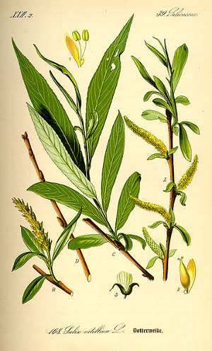 Saule blanc - Salix Alba - Bio Teinture mère