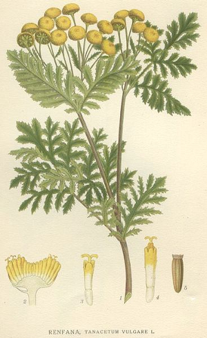 Tanaisie - Tanacetum vulgare -  Bio Teinture mère