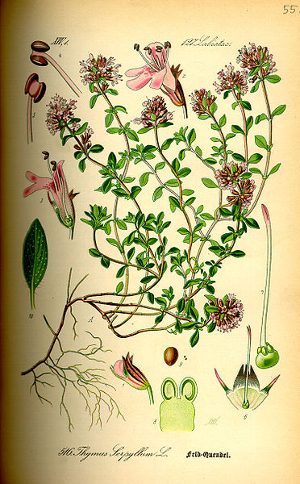 Serpolet - Thymus Serpyllum - Bio Teinture mère