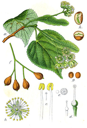 Tilleul à petites feuilles - Tilia Cordata - Bio Teinture mère