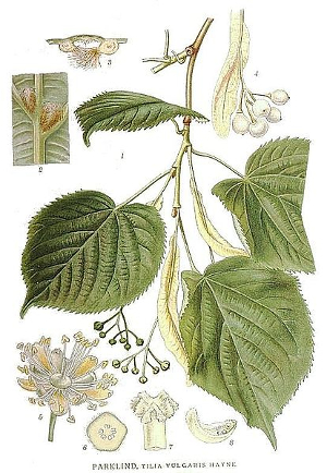 Tilleul - Tilia Platyphyllos (fleurs) - Bio Teinture mère