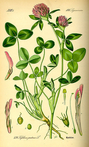 Trèfle des prés - Trifolium pratense - Bio Teinture mère