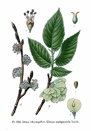 Orme champêtre - Ulmus campestris - Bio Teinture mère